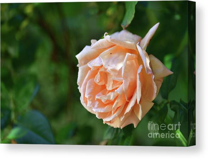 Rose Canvas Print featuring the photograph A Huge Rose by Amazing Action Photo Video