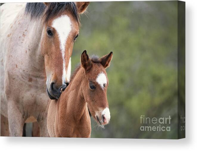 Mom & Baby Canvas Print featuring the photograph A Kiss From Mom by Shannon Hastings