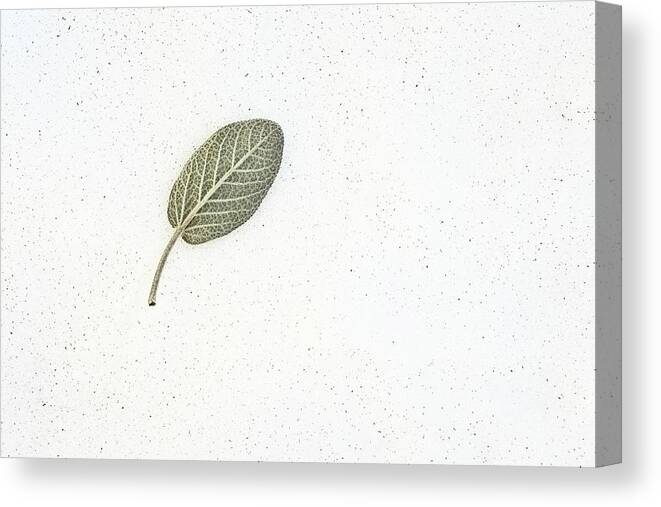 Leaf Canvas Print featuring the photograph A Leaf on the Snow by Scott Norris