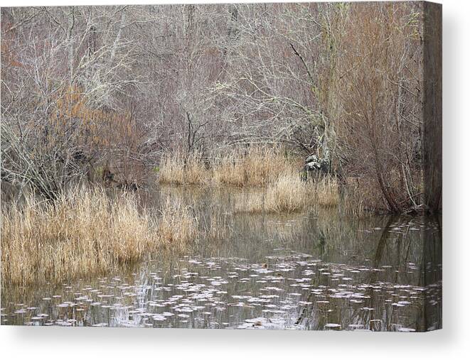 Pond Canvas Print featuring the photograph A Lily Pad Pond Shoreline by Ed Williams