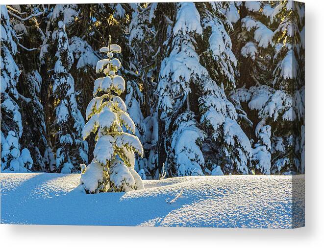 Landscapes Canvas Print featuring the photograph A Little Christmas Tree by Claude Dalley