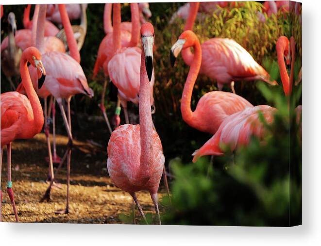 American Flamingo Canvas Print featuring the photograph American flamingo - Hey, you stay by Vaclav Sonnek