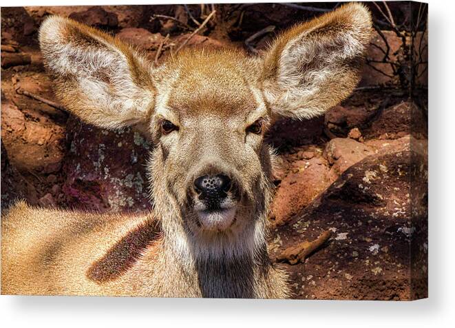 Deer Canvas Print featuring the photograph A Mule Deer by Laura Putman