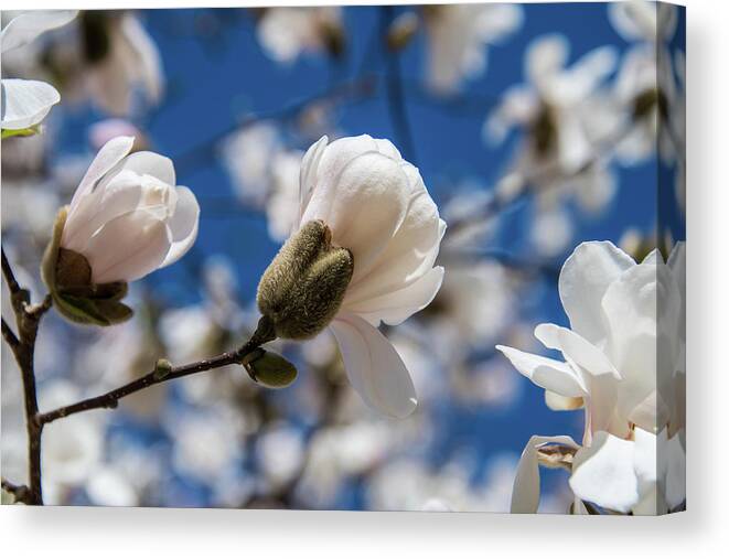 Magnolia Canvas Print featuring the photograph A New Bloom Under Blue Skies by Rose Guinther