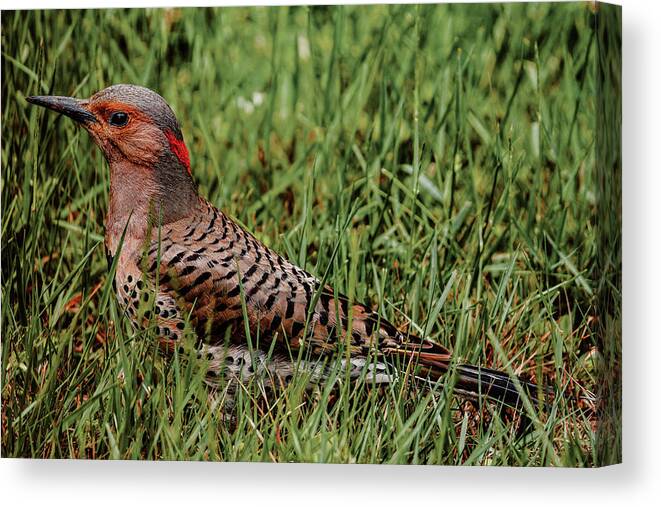 Northern Flicker Canvas Print featuring the photograph A Northern Flicker by Rich Kovach