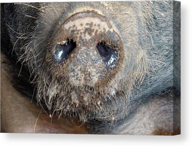Pig Canvas Print featuring the photograph A Nose Only a Mother Could Love by Leslie Struxness