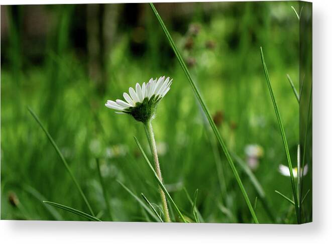 Bellis Perennis Canvas Print featuring the photograph A one daisy in the middle of grassland. View is from down heading up. Springtime and summer come to our lands by Vaclav Sonnek