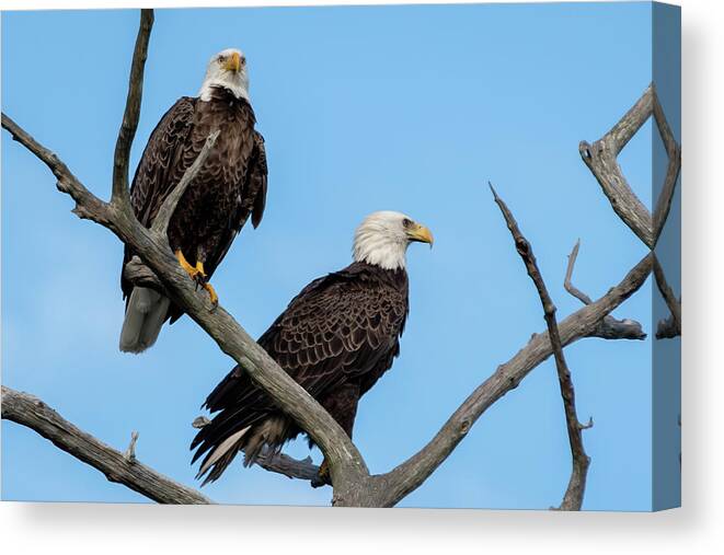 Bald Eagle Canvas Print featuring the photograph A Pair of Bald Eagles in a Snag by Bradford Martin