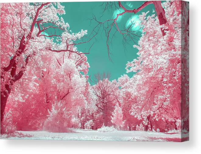 Pink Canvas Print featuring the photograph A Park in Pink by Auden Johnson