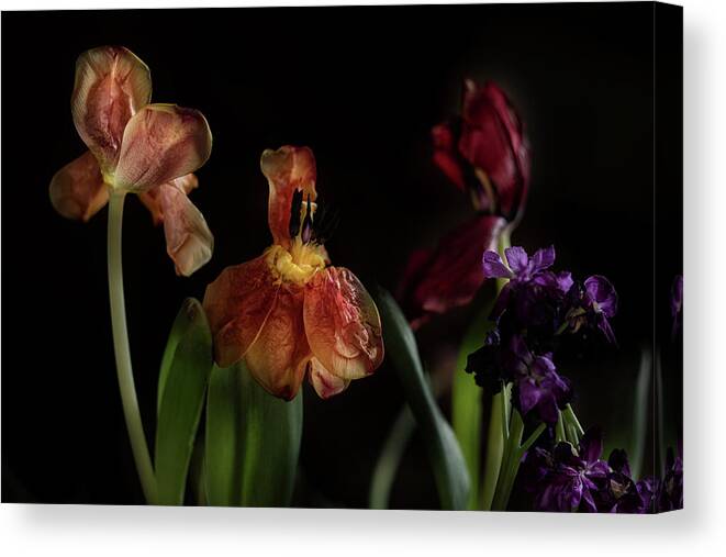 Tulips Flowers Floral Botany Botanical Still Life Vase Abundant Accent Aromatic Arranged Artful Artistic Beautiful Blooming Blossoming Budding Colorful Jewel-toned Luxurious Canvas Print featuring the photograph A Passing Fancy by William Fields