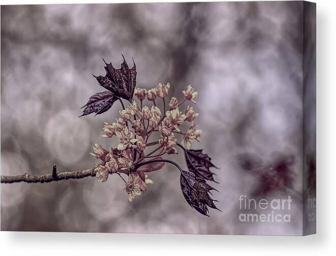 Pastel Canvas Print featuring the photograph A pastel Red Maple bloom by Pics By Tony