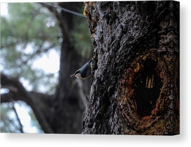 Bird Canvas Print featuring the photograph A Red Breasted Nuthatch by Laura Putman