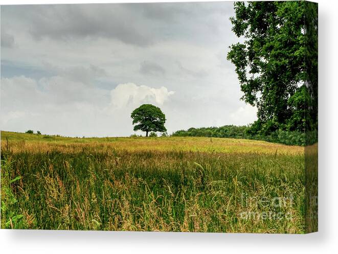 Digital Art Canvas Print featuring the photograph A single lone tree on a hill in the Hopwood Woods Nature Reserve 2021. by Pics By Tony