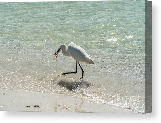 Barefoot Beach Canvas Print featuring the photograph A Snowy Egret feeds on a shrimp along Wiggins Pass at Barefoot B by William Kuta