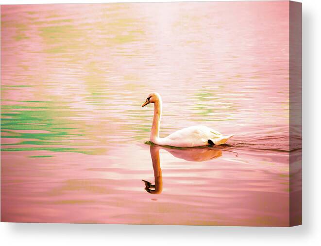 Italy Canvas Print featuring the photograph A Swan in Burano by Mark Gomez