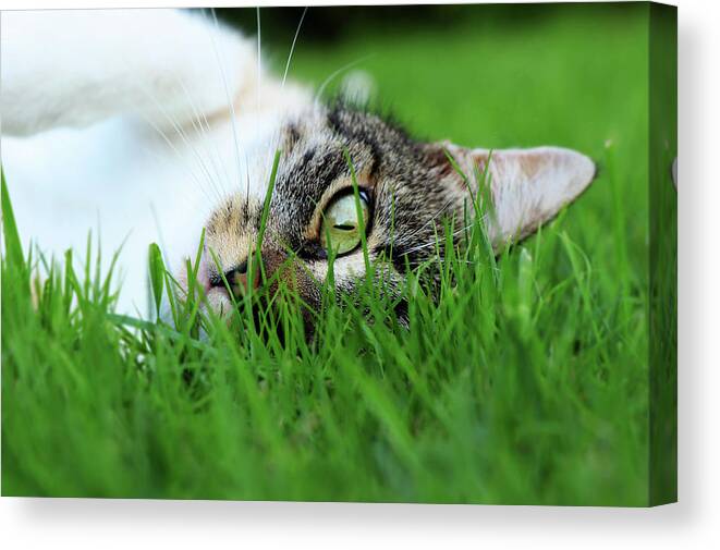 Domestic Cat Canvas Print featuring the photograph Tabby kitten lying in grass by Vaclav Sonnek