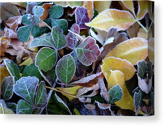 Fall Colors Canvas Print featuring the photograph A Touch of Frost by Monte Stevens