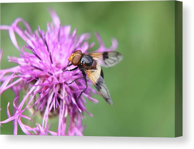 Volucella Pellucens Canvas Print featuring the photograph A Volucella pellucens pollinating red clover by Vaclav Sonnek