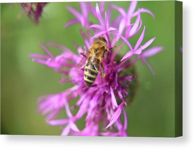 Bee Canvas Print featuring the photograph A Western honey bee pollinating red clover in Slovakia grassland by Vaclav Sonnek