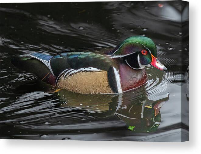 Woodduck Canvas Print featuring the photograph A Wood Duck by Jerry Cahill