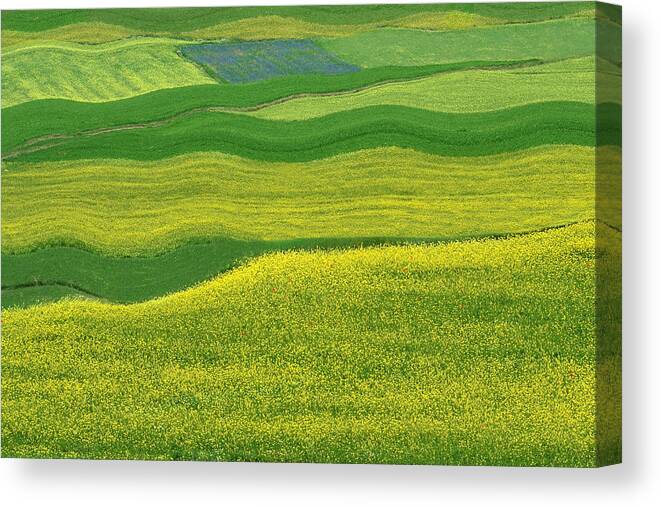 Grass Canvas Print featuring the photograph Abstract landscape 22 by Edoardogobattoni.net