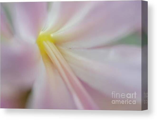 Naked Ladies Canvas Print featuring the photograph Abstract Naked Ladies I by Tamara Becker