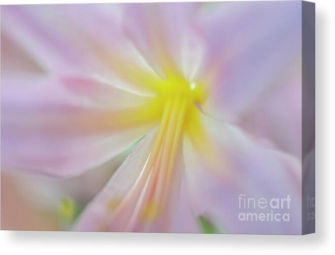 Naked Ladies Canvas Print featuring the photograph Abstract Naked Lady III by Tamara Becker