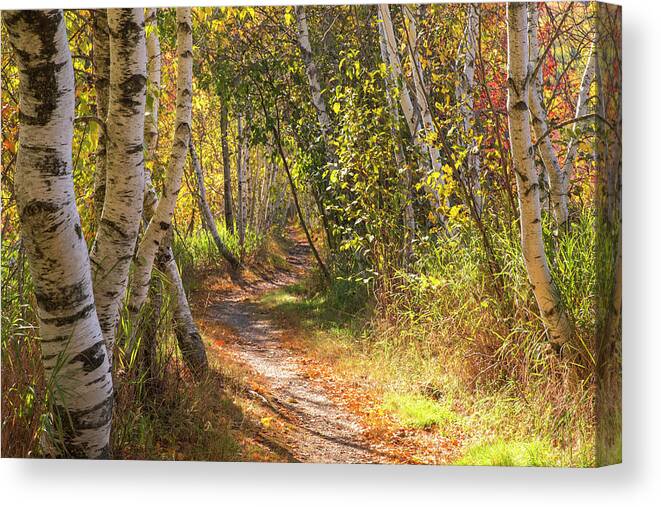 Acadia Canvas Print featuring the photograph Acadia Hemlock Trail Birches by White Mountain Images