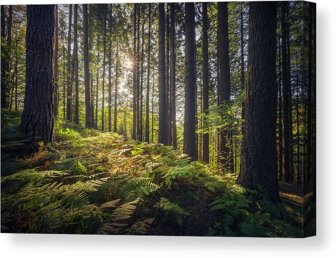 Forest Canvas Print featuring the photograph Acquerino nature reserve forest. Trees and ferns in the morning. by Stefano Orazzini