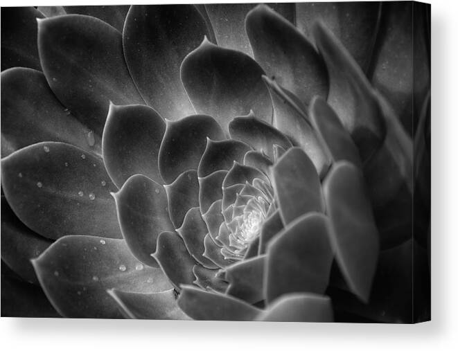San Diego Canvas Print featuring the photograph Aeonium Plant in the Rain by William Dunigan