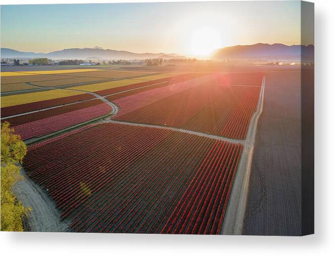 Skagit Canvas Print featuring the photograph Aerial Tulips1 by Michael Rauwolf