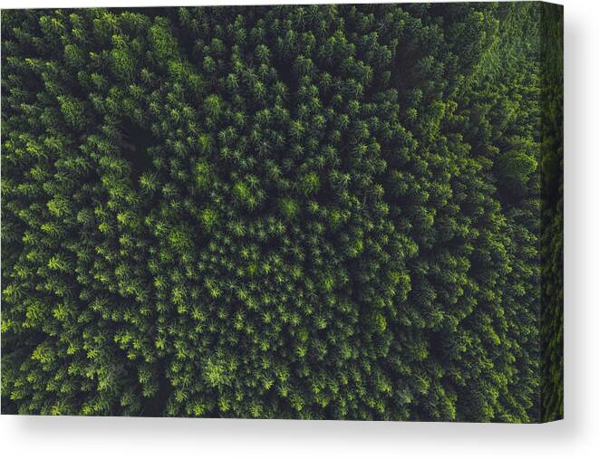 Scenics Canvas Print featuring the photograph Aerial view of trees in forest. by Malorny