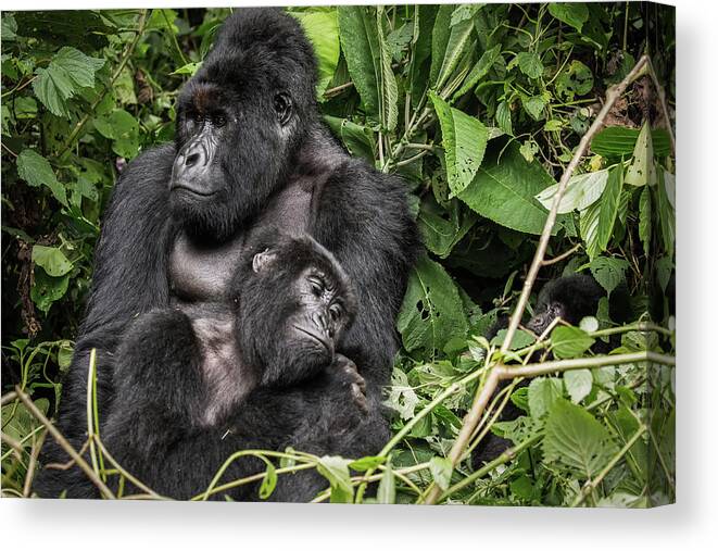 Africa Canvas Print featuring the photograph Affection, Mountain Gorillas by Brooke Reynolds