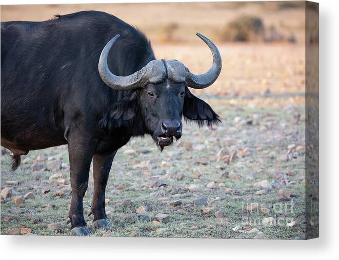 African Buffalo Canvas Print featuring the photograph African Buffalo2 by Eva Lechner