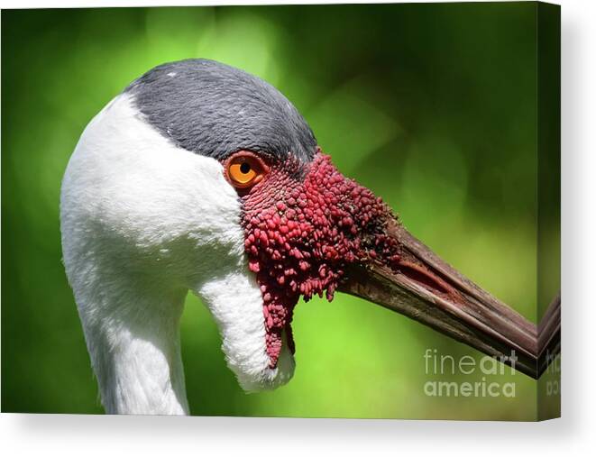 Bird Canvas Print featuring the photograph African Crane by Ed Stokes