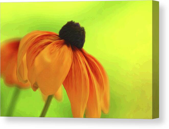 Daisy Canvas Print featuring the photograph African Daisy by Kathy Paynter