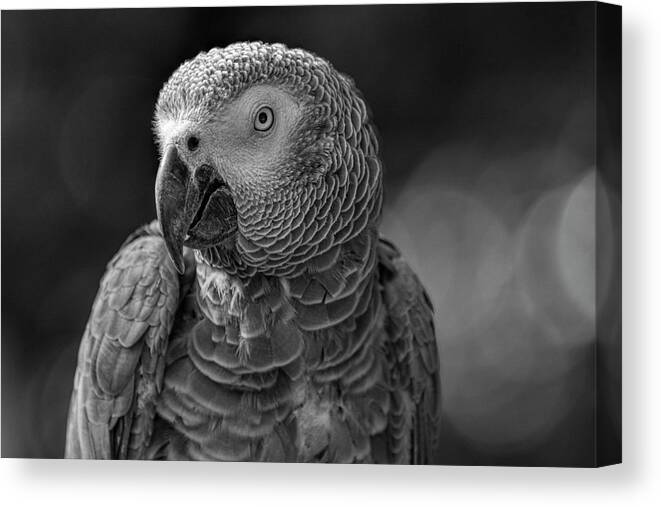  Black Canvas Print featuring the photograph African Grey Parrot in Black and White by Carolyn Hutchins