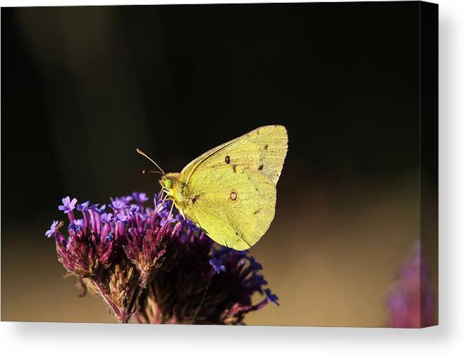 Alfalfa Butterfly Canvas Print featuring the photograph Alfalfa Butterfly on Verbena by Robert Potts