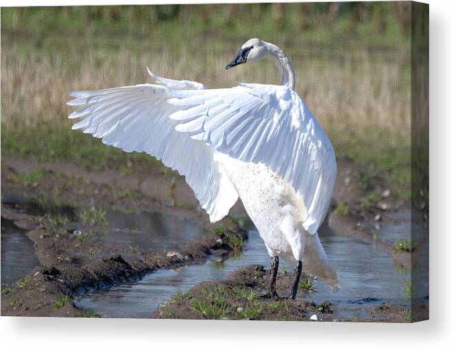 Swan Canvas Print featuring the photograph All Wings by Jerry Cahill