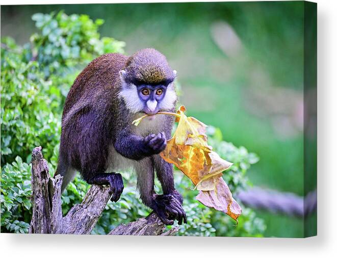 Wildlife Canvas Print featuring the photograph Allens swamp monkey posing by Ed Stokes