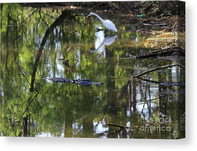 Alligator Canvas Print featuring the photograph Alligator and Great White Egret 9878 by Jack Schultz