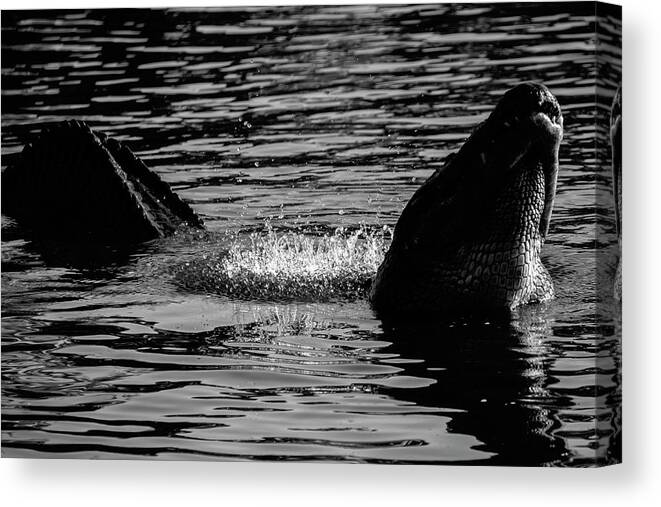 Black Canvas Print featuring the photograph Alligator Bellow in Black and White by Carolyn Hutchins