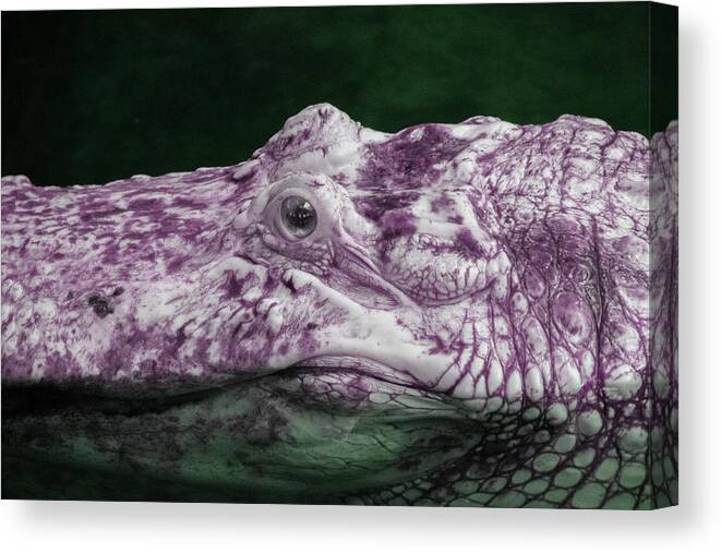 Infrared Canvas Print featuring the photograph Alligator in Infrared by Carolyn Hutchins