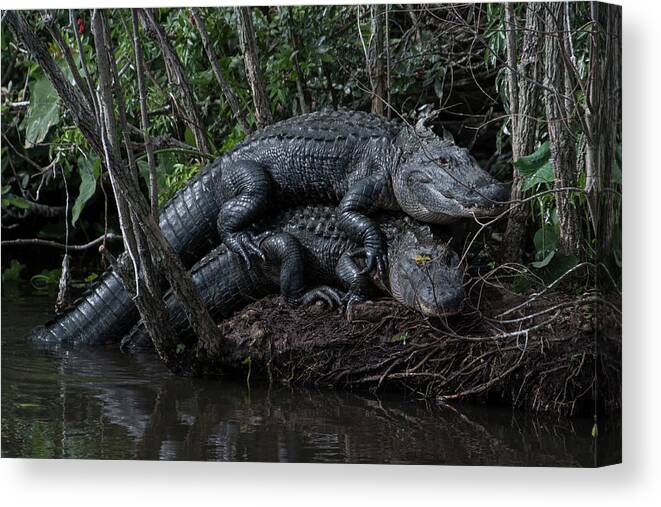 Alligator Canvas Print featuring the photograph Alligator Pile Up by Carolyn Hutchins