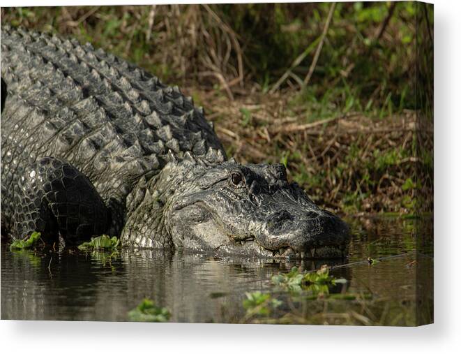 Alligator Canvas Print featuring the photograph Alligator Resting by Carolyn Hutchins