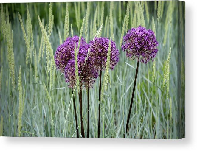 Dow Gardens Canvas Print featuring the photograph Allium in the Weeds by Robert Carter
