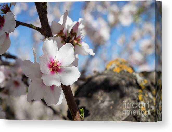 Almond Tree Canvas Print featuring the photograph Almond Blossom 5 by Adriana Mueller