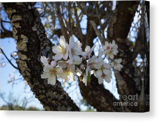 Almond Blossom Canvas Print featuring the photograph White flowers in the penumbra of the almond tree by Adriana Mueller