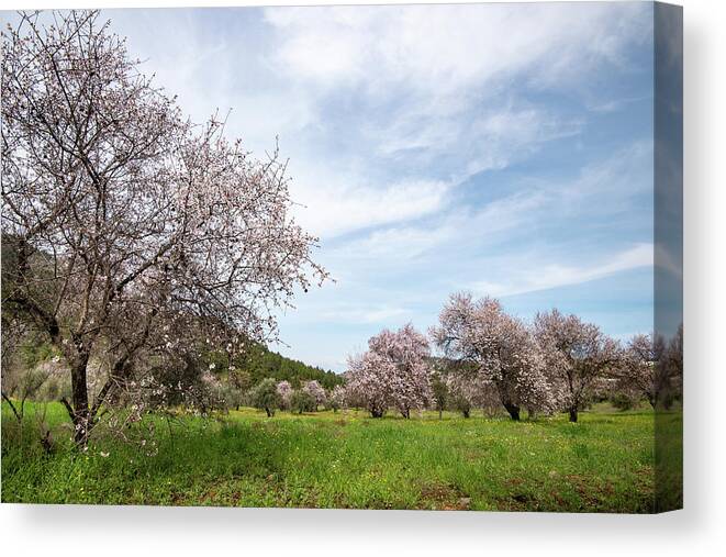Spring Canvas Print featuring the photograph Almond trees bloom in spring against blue sky. by Michalakis Ppalis