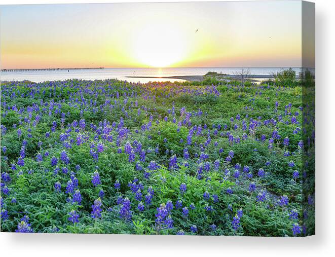 Bluebonnets Canvas Print featuring the photograph Almost Spring by Christopher Rice